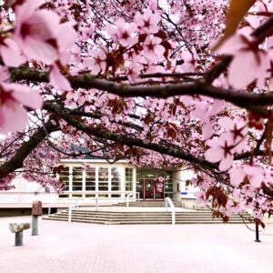 Edustalla vaaleanpunaisia kirsikankukka, taustalla kirjastorakennuksen sisäänkäynti.